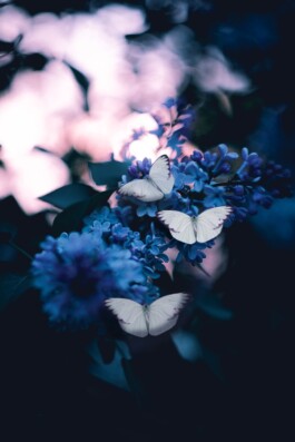 photo of three butterflies pollinating on purple petaled flowers 