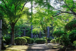 green-leafed tall trees 